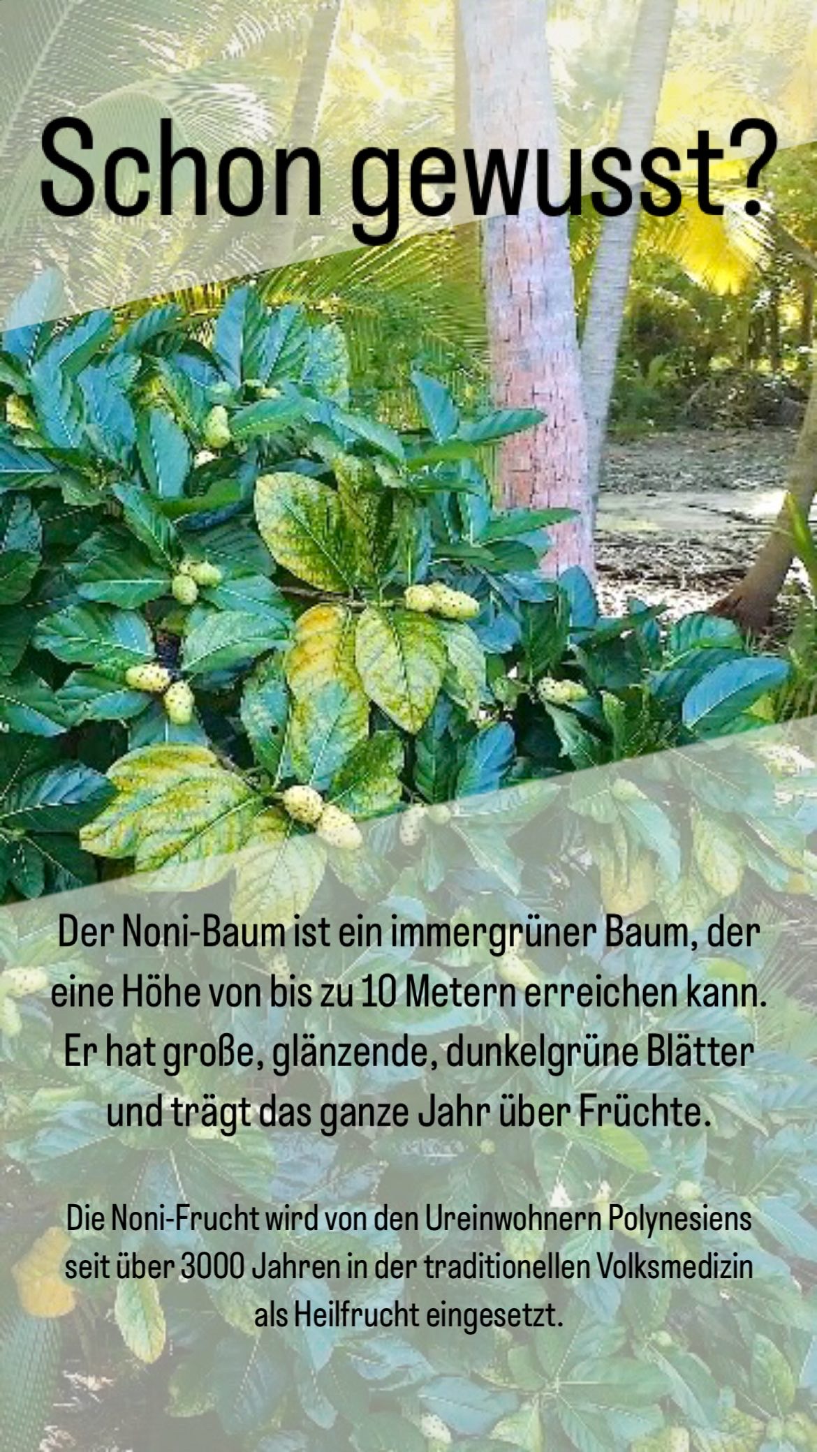 Nonibaum